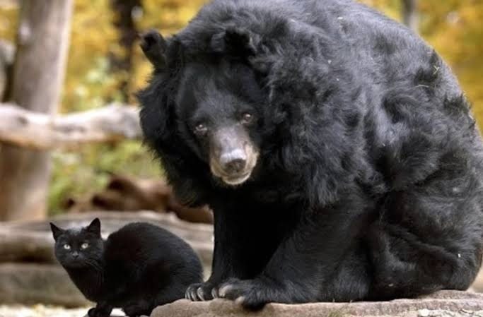 An unusual friendship: a stray cat takes up residence with a bear at the zoo